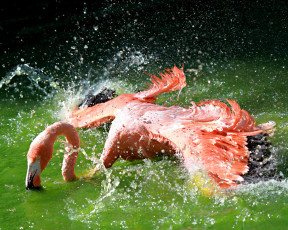 обоя животные, фламинго, купание, брызги, вода, крылья, розовый