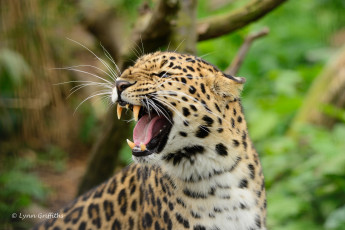 Картинка животные леопарды клыки оскал ярость амурский кошка хищник пасть злость