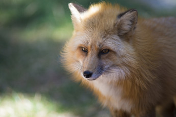 Картинка животные лисы морда рыжая лисица мех