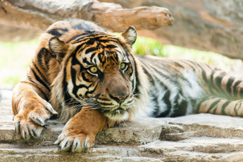 Картинка животные тигры кошка отдых лапы морда