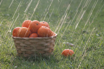 Картинка еда цитрусы корзина трава дождь капли апельсины