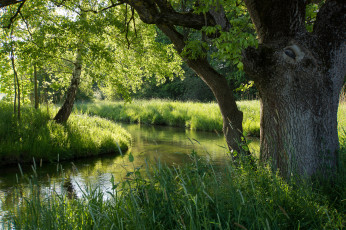 Картинка природа реки озера лето лес река деревья трава зелень ярко
