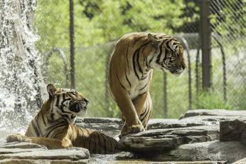 Картинка животные тигры зоопарк купание вода пара кошки
