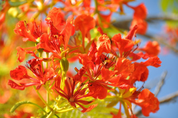 Картинка цветы делоникс+королевский+ огненное+дерево красный