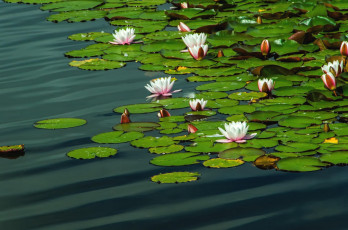Картинка цветы лилии+водяные +нимфеи +кувшинки пруд