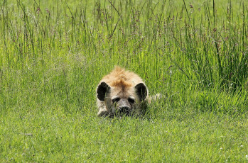 Картинка животные гиены +гиеновые+собаки отдых морда хищник гиена трава