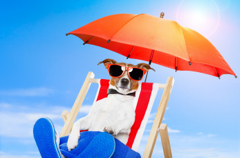 Картинка животные собаки природа стул собака очки зонт отдых