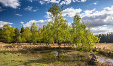 Картинка природа пейзажи лес поле березы болотце