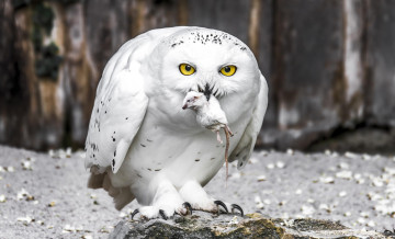 Картинка животные совы полярная сова белая птица