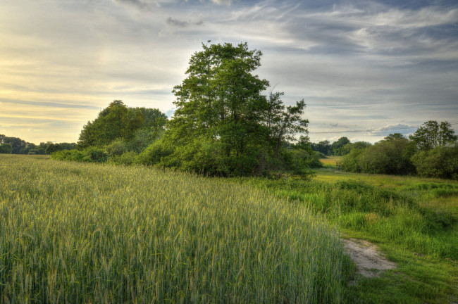 Обои картинки фото природа, пейзажи, поле, трава, деревья