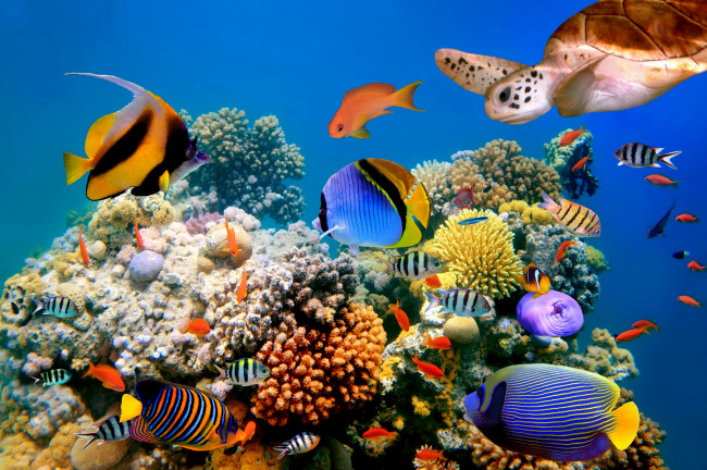 Обои картинки фото животные, рыбы, природа, морское, дно, черепаха, the, nature, sea, bottom, fish, turtle
