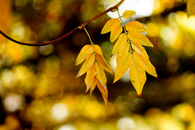 Обои картинки фото природа, листья, осень, ветка, жёлтые, блики