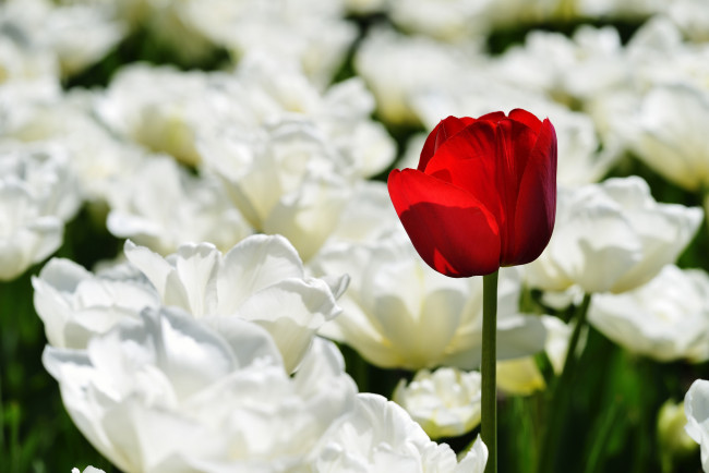 Обои картинки фото цветы, тюльпаны, одиночка