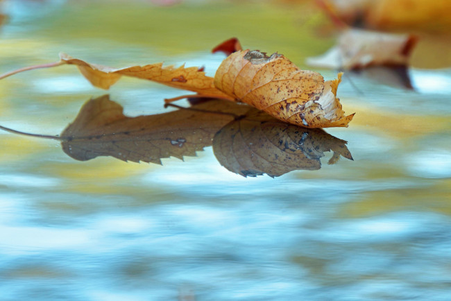 Обои картинки фото природа, листья, опавшие, вода, осень