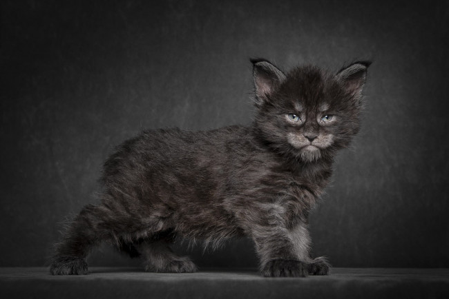 Обои картинки фото животные, коты, мэйн-кун, котенок, черный, фон