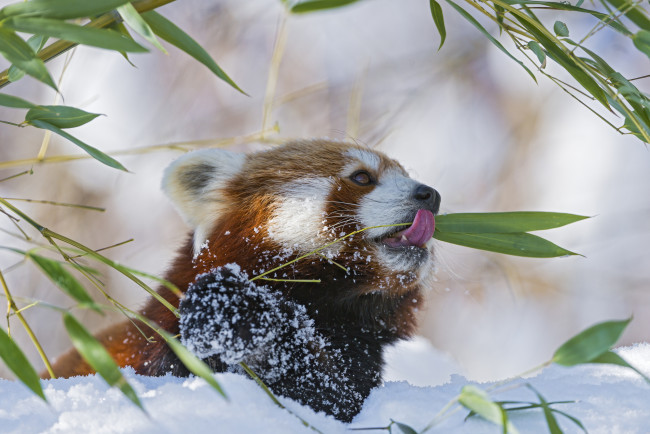 Обои картинки фото животные, панды, бамбук, ветка, firefox, красная, панда, малая, язык, зима, снег