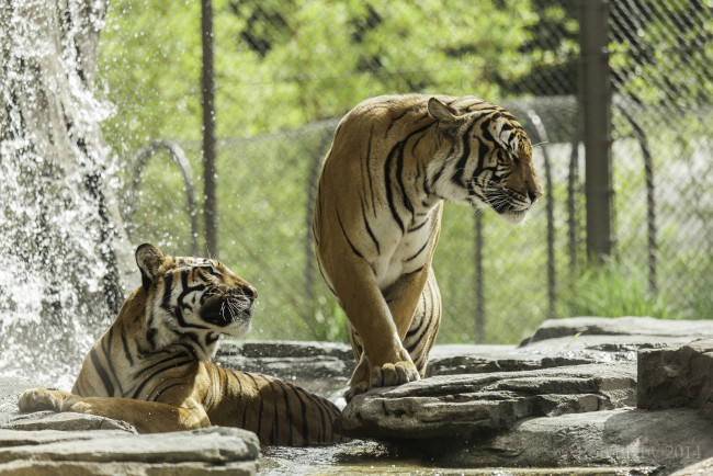 Обои картинки фото животные, тигры, зоопарк, купание, вода, пара, кошки