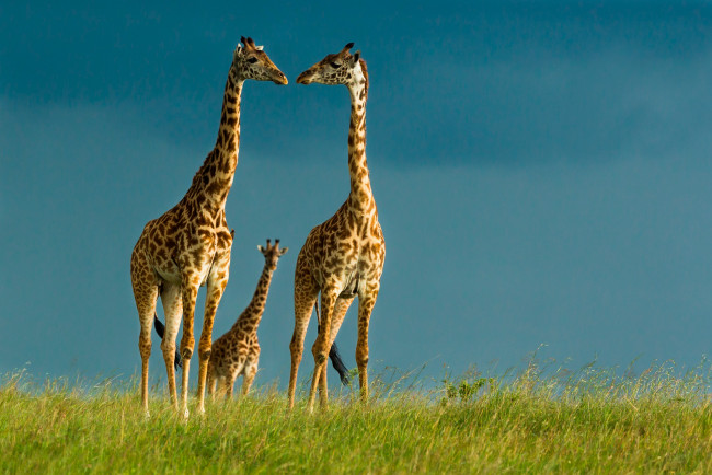 Обои картинки фото животные, жирафы, небо, дикая, природа