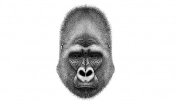 Картинка рисованное минимализм обезьяна