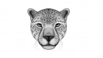 Картинка рисованное минимализм тигр