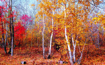 Картинка природа лес осень листопад деревья