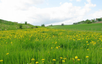 Картинка природа луга простор трава одуванчики
