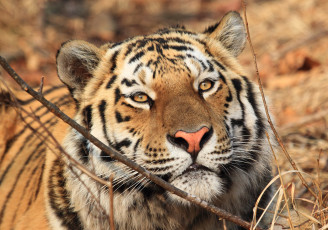 Картинка амурский+тигр животные тигры тигр амурский