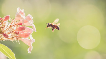 Картинка животные пчелы +осы +шмели пчела природа цветок