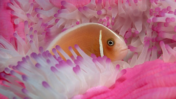 Картинка животные рыбы анемоны рыбка актиния щупальца