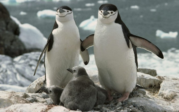 Картинка животные пингвины лед море камни скалы пингвинята птенцы пара