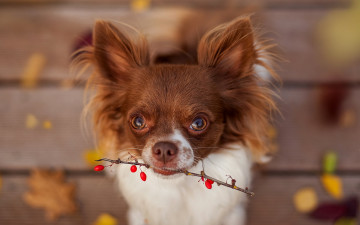 Картинка животные собаки осень ягоды ветка собака