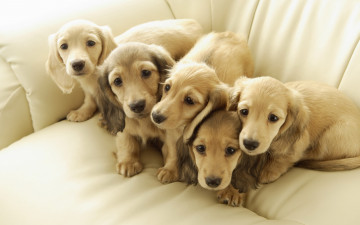 Картинка животные собаки щенки диван