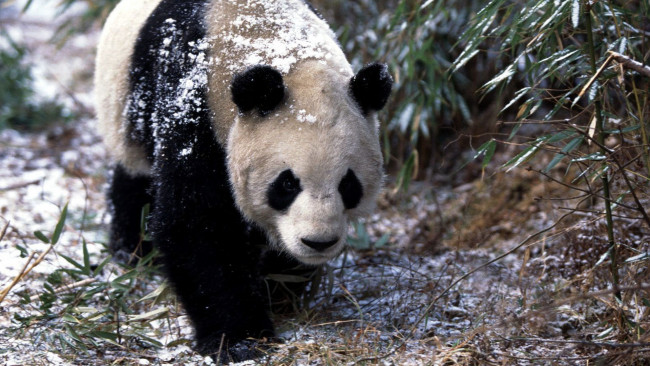 Обои картинки фото животные, панды, панда, снег, бамбук