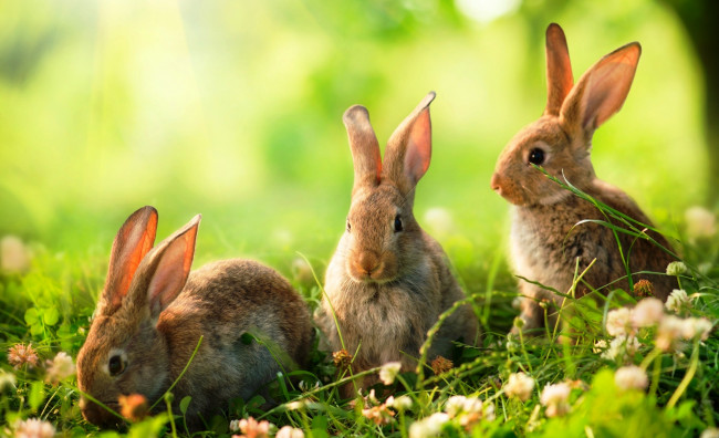 Обои картинки фото животные, кролики,  зайцы, луг, клевер, трава