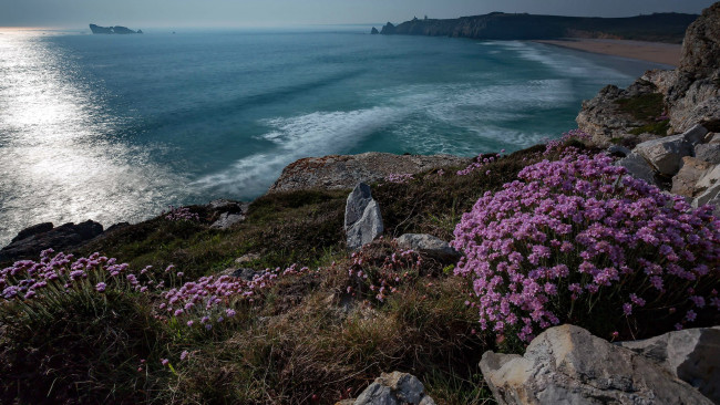 Обои картинки фото природа, побережье, вечер, скалы, цветы