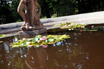 Картинка цветы лилии+водяные +нимфеи +кувшинки вода лилии водяные листья фонтан