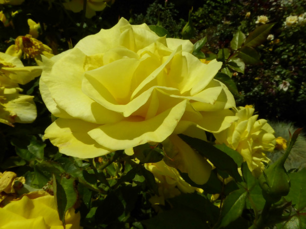 Обои картинки фото цветы, розы, желтые, макро