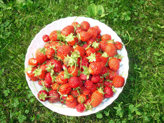 Обои картинки фото еда, клубника,  земляника, трава, тарелка, ягоды