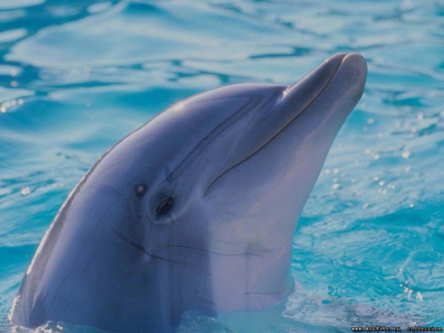 Обои картинки фото дельфинчик, животные, дельфины
