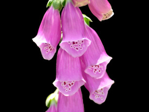 Картинка цветы дигиталис наперстянка