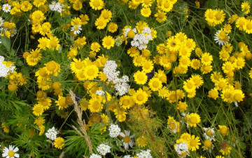 Картинка цветы луговые полевые желтый белый много зеленый