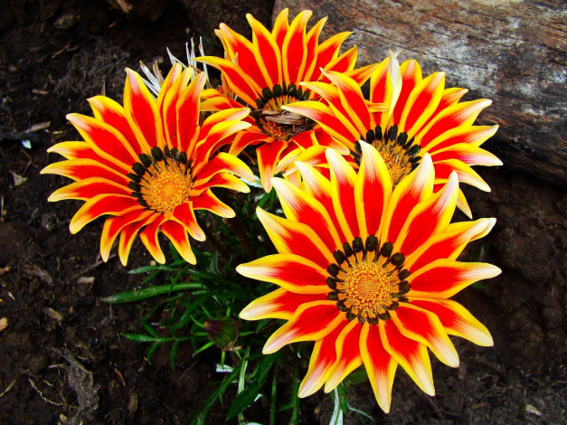 Обои картинки фото газания, цветы, яркий, оранжевый