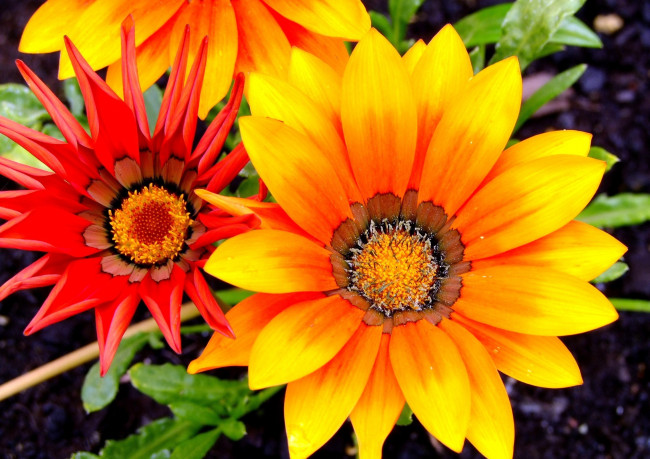 Обои картинки фото газания, цветы, яркий, оранжевый