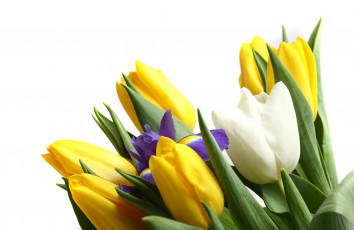 Картинка цветы разные вместе бутоны ирис тюльпаны
