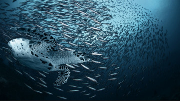 Картинка животные Черепахи черепаха рыба охота