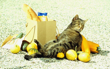 Картинка где мяско животные коты кот пакет овощи