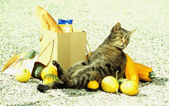 Обои картинки фото где, мяско, животные, коты, кот, пакет, овощи