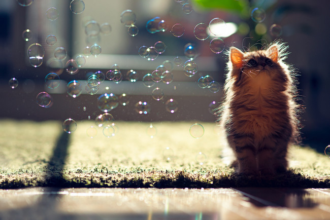 Обои картинки фото животные, коты, пузыри, котёнок