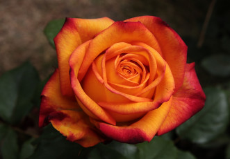 Картинка цветы розы оранжевый макро