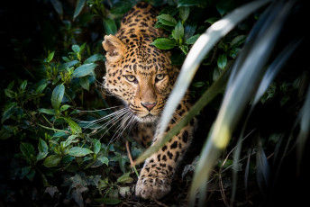 Картинка животные леопарды засада заросли морда хищник